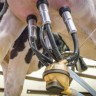 Prijava užasa na farmi krava u Slavoniji