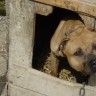 I dalje prisutne borbe pasa u Hrvatskoj