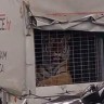 Slučaj „tigra na trajektu” znak je potrebe za ozbiljnim promjenam