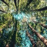 Na Zemlji još treba otkriti 9000 vrsta drveća