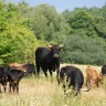 Kako spriječiti krave da emitiraju toliko metana?