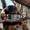 ZG Zoo: Međunarodni dan ljenivaca