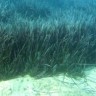 Ugrožena morska trava šampion je bioraznolikosti