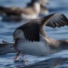 Spasimo ugrožene morske ptice na Jadranu