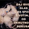 Potpisom spasi zivotinje od okrutnosti pokusa