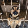 Prijavite se za pomoć životinjama i ljudima Ukrajine