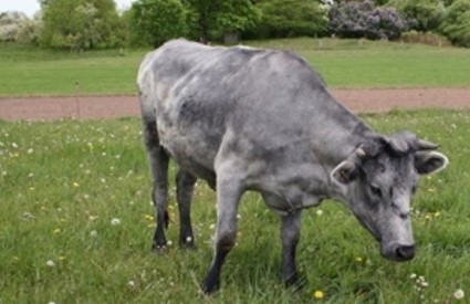 Latvijske plave krave
