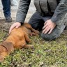 Ubijaju i životinje u Ukrajini