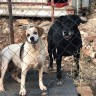 Udomimo pse, situacija u Dubrovniku jos alarmantnija