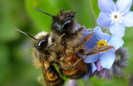 Urbano pčelarstvo - ne u gradu
