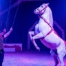Sramota cirkusa sa životinjama opet u Hrvatskoj