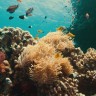 Beneath the Surface: The Fight for Corals