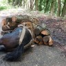Stravičan prizor zlostavljanja konja