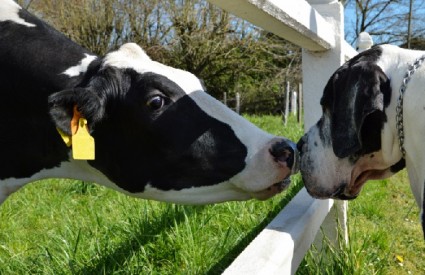 Svjetski dan za ukidanje specizma Svjetski dan za ukidanje specizma