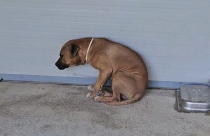 Jadne životinje Jadne životinje