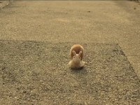 A Long Forgotten Snail Age - Noa Klem