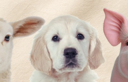 Dan prava životinja