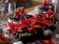 Blagdanski stol s božićnom zvijezdama