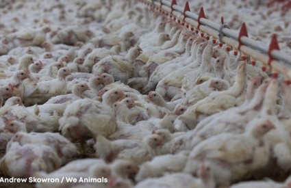 To bi bila katastrofa