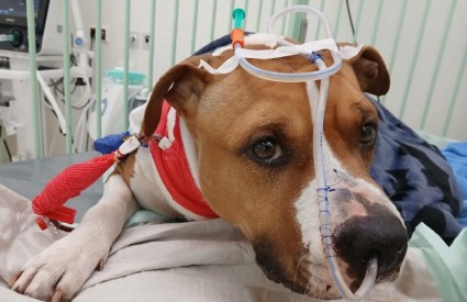 Pogledajte te oči...