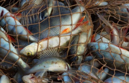 Pa trebamo li stvarno sve pobiti?!