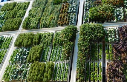 Vertikalni vrtovi su prava stvar