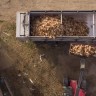 Masovna smrt životinja u Europi